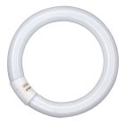 Tubo circular Led T9 G10Q 11W 6500K 212mm (Osram 042645)